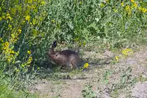 Ein schn�ffelnder Hase am Rande eines Rapsfeldes. - 07.05.2025
