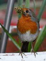 Die Rotkehlchen scheinen sich aktuell ganz wohl zu fhlen in unserem Garten und so entsteht aktuell ein neues Nest in einem Blumenkasten. (Hattingen, Mai 2025)
