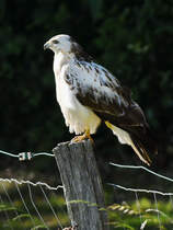 Im Bild ein Rotschwanzbussard, welchen ich Ende Mai 2025 in Hattingen abgelichtet habe.