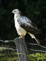 Im Bild ein Rotschwanzbussard, welchen ich Ende Mai 2025 in Hattingen abgelichtet habe.