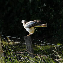 Und Plopp, ein Rotschwanzbussard verrichtet sein Geschft. (Hattingen, Mai 2025)