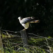 Und Plopp, ein Rotschwanzbussard verrichtet sein Gesch�ft. (Hattingen, Mai 2025)