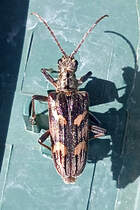 Schwarzfleckiger Zangenbock am 19.05.2025 in Bovenau  an eine Regenwassertonne / Schleswig-Holstein