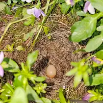 Gewagte Stelle f�r ein Nest, aber ein Rotkehlchenpaar wollte wohl unbedingt in diesen gut einsehbaren Blumenkasten ein Nest bauen. Es sind mittlerweile f�nf Eier drin. (Hattingen, Mai 2025)