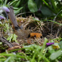 Es wird gebrtet. Viel Glck dem Rotkehlchennachwuchs. (Hattingen, Mai 2025)