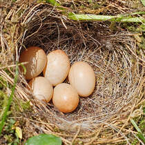 Hier zu sehen das Nest eines Rotkehlchens bestehend aus fnf Eiern. (Hattingen, Mai 2025)