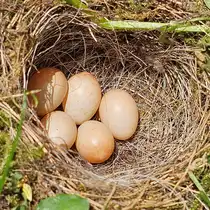 Hier zu sehen das Nest eines Rotkehlchens bestehend aus f�nf Eiern. (Hattingen, Mai 2025)