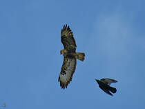 Ein Bussard (?) wird von einer Krhe attakiert, so gesehen Ende Mai 2025 in Duisburg.