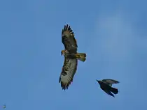 Ein Bussard (?) wird von einer Kr�he attakiert, so gesehen Ende Mai 2025 in Duisburg.