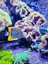 Dieser Kupferstreifen-Pinzettfisch war im Juni 2025 im Aquazoo D�sseldorf zu sehen.