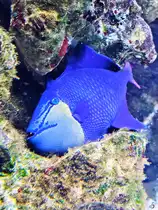 Anfang Juni 2025 war im Aquazoo D�sseldorf dieser Rotzahn-Dr�ckerfisch zu sehen.