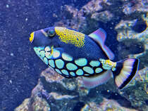 Dieser Leopard-Drckerfisch war im Juni 2025 im Aquazoo Dsseldorf zu sehen.