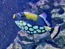 Dieser Leopard-Dr�ckerfisch war im Juni 2025 im Aquazoo D�sseldorf zu sehen.