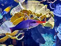 Ein Vogel-Lippfisch im Aquazoo D�sseldorf. (Juni 2025)