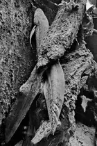 Anfang Juni 2025 habe ich im Aquazoo D�sseldorf diesen s�damerikanischen Lungenfisch abgelichtet.