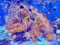 Korallen im Aquazoo Dsseldorf. (Juni 2025)