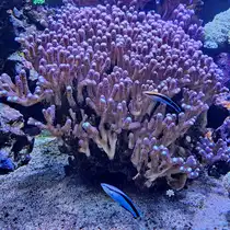 Gew�hnliche Putzerfisch in einem der Aquarien des Aquazoo´s in D�sseldorf. (Juni 2025)