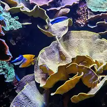 Im Bild ein Einfleck-Fuchsgesicht und andere Fische im Aquazoo D�sseldorf. (Juni 2025)