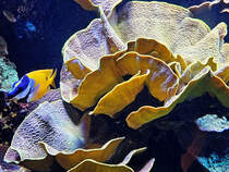 Im Bild ein Einfleck-Fuchsgesicht im Aquazoo Dsseldorf. (Juni 2025)