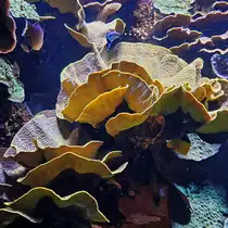 Korallen im Aquazoo D�sseldorf. (Juni 2025)