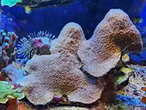 Korallen im Aquazoo D�sseldorf. (Juni 2025)