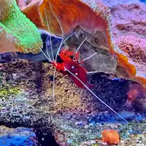 Eine Indopazifische Wei�band-Putzergarnele im Aquazoo D�sseldorf, so gesehen im Juni 2025.