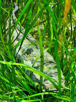 Hier zu sehen ein Schlangenkopffisch. (Aquazoo Dsseldorf, Juni 2025)