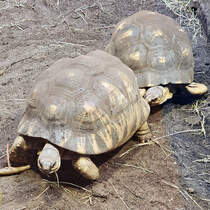 Zwei Schildkrten Anfang Juni 2025 im Aquazoo Dsseldorf.
