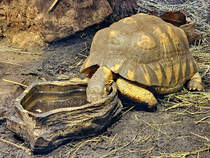 Eine trinkende Schildkrte, so gesehen Anfang Juni 2025 im Aquazoo Dsseldorf.