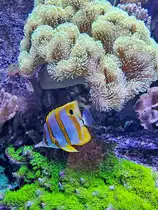 Dieser Kupferstreifen-Pinzettfisch war im Juni 2025 im Aquazoo D�sseldorf zu sehen.