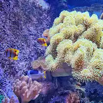 Kupferstreifen-Pinzettfische waren im Juni 2025 im Aquazoo D�sseldorf zu sehen.