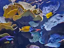 Korallen und Fische im Aquazoo D�sseldorf. (Juni 2025)