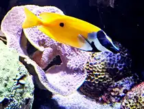 Im Bild ein Einfleck-Fuchsgesicht im Aquazoo D�sseldorf. (Juni 2025)