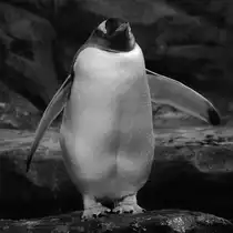 Im Bild ein Eselspinguin im Aquazoo D�sseldorf. (Januar 2014)