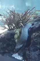 Netztmur�ne (Gymnothorax favagineus) am 12.12.2009 im Aquarium des Berliner Zoos.