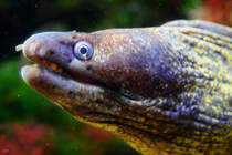 Der Kopf einer Mittelmeer-Murne, so gesehen Mitte Januar 2012 im Aquazoo Dsseldorf.