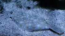 Hier zu sehen eine Flunder im Aquazoo D�sseldorf. (Januar 2012)