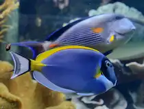 Hier zu sehen ein Wei�kehl-Doktorfisch im Aquazoo D�sseldorf. (Januar 2012)