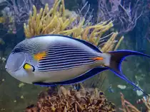 Im Bild ein Rotmeer-Doktorfisch (Arabischer Blaustreifen-Doktorfisch) im Aquazoo D�sseldorf. (Januar 2012)