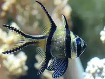 Im Bild ein Banggai-Kardinalbarsch. (Aquazoo D�sseldorf, Januar 2012)