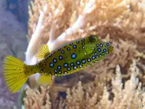 Im Bild ein Gelbbrauner Kofferfisch im Aquazoo D�sseldorf. (Januar 2012)