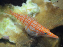 Im Bild ein Langschnauzen-Bschelbarsch oder Langschnauzen-Korallenwchter. (Aquazoo, Januar 2014)