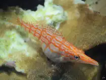 Im Bild ein Langschnauzen-B�schelbarsch oder Langschnauzen-Korallenw�chter. (Aquazoo, Januar 2014)