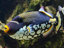 Dieser Leopard-Drckerfisch war im Januar 2012 im Aquazoo Dsseldorf zu sehen.