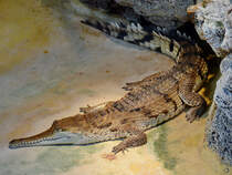 Dieses australische Swasserkrokodil war im Januar 2012 im Aquazoo Dsseldorf zu sehen.