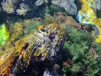 Der Kopf einer Gro�e Meersau (Gro�er Drachenkopf), so gesehen Mitte Januar 2012 im Aquazoo D�sseldorf.