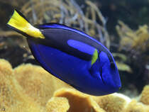 Im Bild ein Paletten-Doktorfisch. (Aquazoo Dsseldorf, Januar 2012)