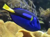 Im Bild ein Paletten-Doktorfisch. (Aquazoo D�sseldorf, Januar 2012)