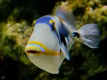 Dieser Picasso-Dr�ckerfisch war Mitte Januar 2012 im Aquazoo D�sseldorf zu sehen. 