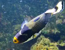 Dieser Leopard-Dr�ckerfisch war im Januar 2012 im Aquazoo D�sseldorf zu sehen.